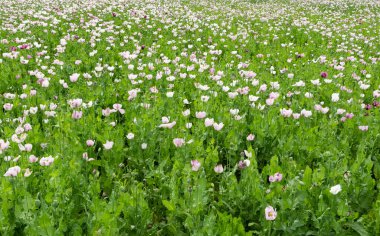 beyaz çiçekli haşhaş tarlaları