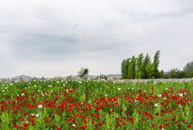 haşhaş tarlaları ve bulutlu gökyüzü manzarası