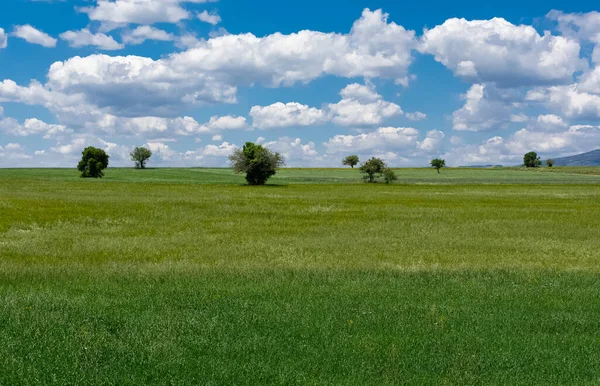 小麦畑と曇天の写真 — ストック写真