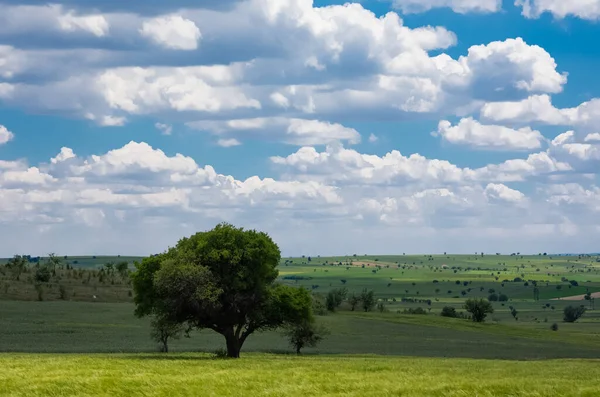 Пшеничное Поле Облачные Фотографии Неба — стоковое фото