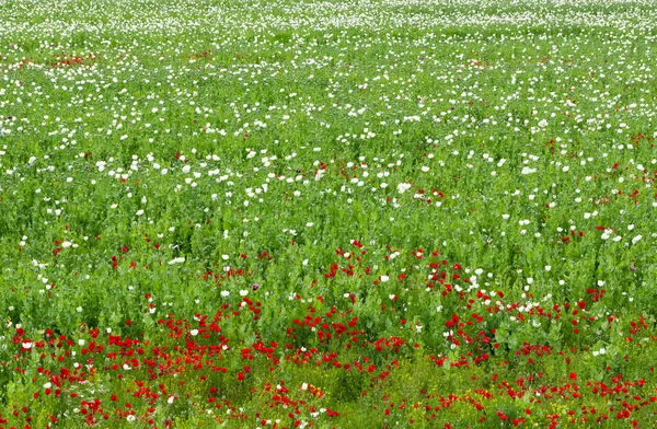 Papoila Campos Cultivados Com Flores Brancas — Fotografia de Stock