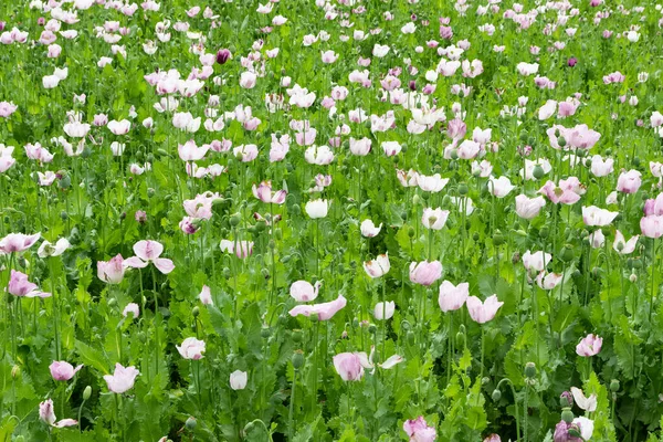 Papoila Campos Cultivados Com Flores Brancas — Fotografia de Stock