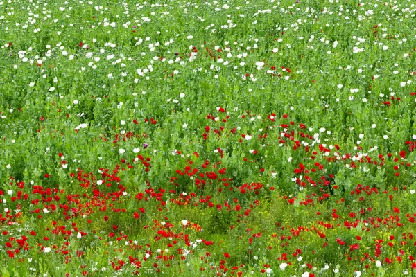 Papoila Campos Cultivados Com Flores Brancas — Fotografia de Stock