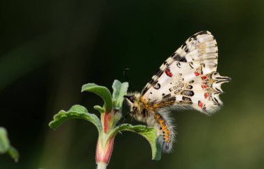 Vahşi yaşam ve doğa kelebeklerinin fotoğrafları.