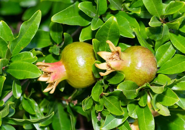 pomegranate tree and unripe pomegranate