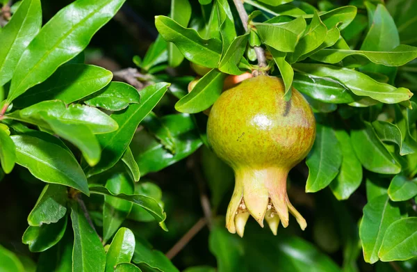 Granatäpplen Och Omogna Granatäpplen — Stockfoto