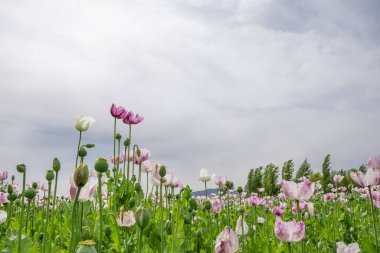 beyaz çiçekli haşhaş tarlaları