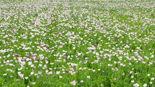 Papoila Campos Cultivados Com Flores Brancas — Fotografia de Stock