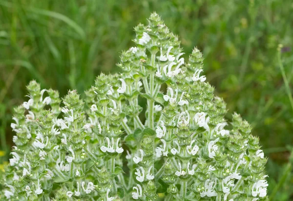 Photos Fleurs Naturelles Poussant Dans Les Zones Rurales — Photo