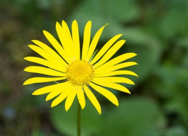 Yüksek irtifada büyüyen sarı çiçeklerin fotoğrafları