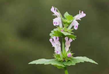 yabani bitkiler, tıbbi bitkiler, tıbbi çiçekler...