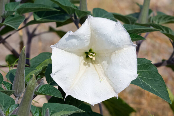 белые цветущие растения, растущие в сельской местности