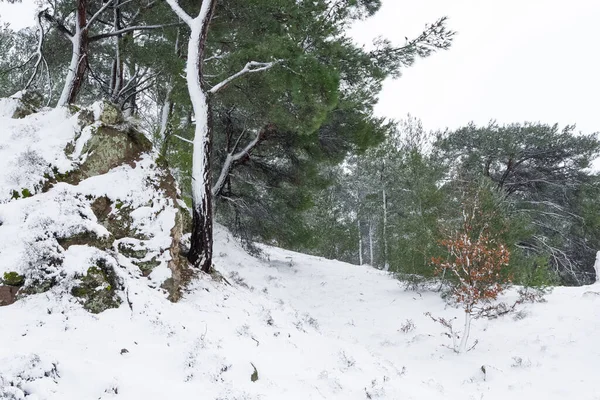 Fotos Inverno Floresta Nevada — Fotografia de Stock