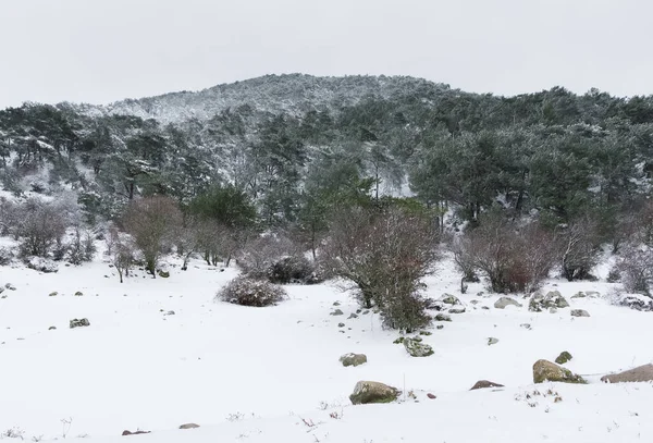 Fotos Invierno Bosque Nevado — Foto de Stock