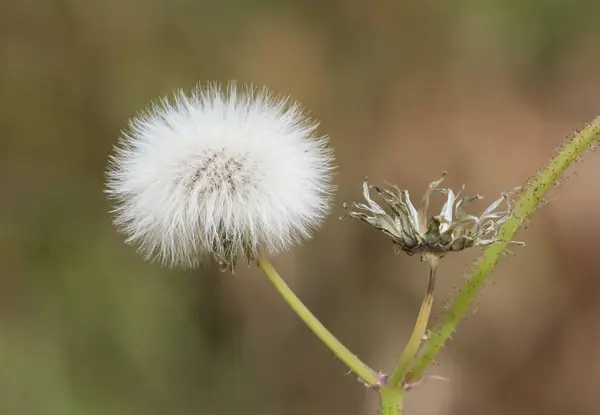 Diverse Pluizige Paardebloemen Bloem Foto — Stockfoto