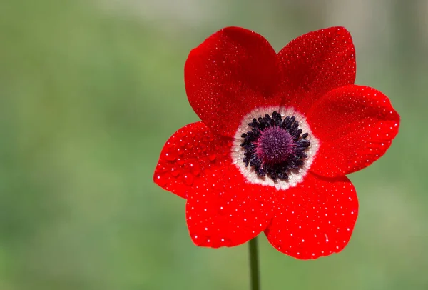 Peaceful Flowers Natural Environment Nature — Stock Photo, Image