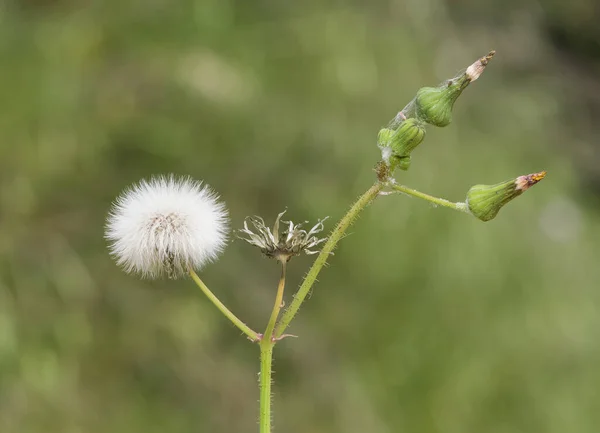 Vari Morbidi Denti Leone Foto Fiori — Foto Stock