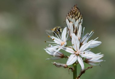 Vahşi bitkilerin ve tıbbi bitkilerin fotoğrafları.