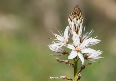 Vahşi bitkilerin ve tıbbi bitkilerin fotoğrafları.