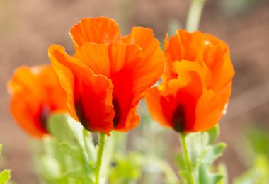 Kırsal bölgelerde büyüyen çiçekler