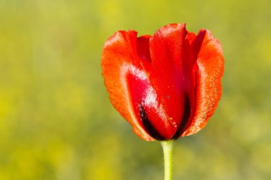 Kırsal bölgelerde büyüyen çiçekler