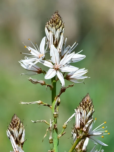 photos of wild plants and medicinal plants