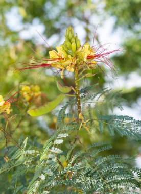 sarı ve kırmızı renkli bahçe çiçekleri fotoğrafları