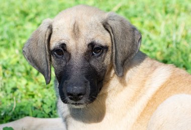Kahverengi ve şirin köpek yavrusunun fotoğrafı.