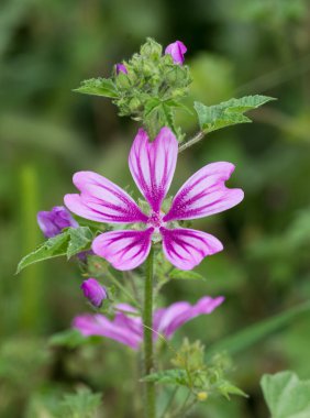 Kırsalda yetişen doğal çiçeklerin fotoğrafları.