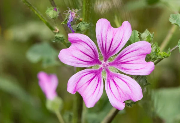 Photos Natural Flowers Growing Countryside — Stock Photo, Image