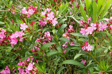 Pembe zakkum çiçeği makro fotoğrafları