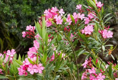 Pembe zakkum çiçeği makro fotoğrafları