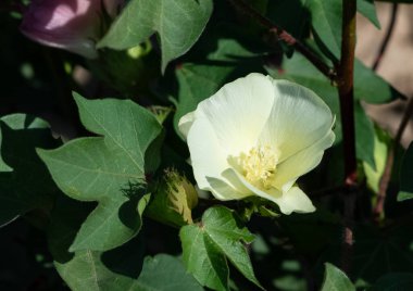 Sanayi tesisleri, pamuk çiçeği fotoğrafları