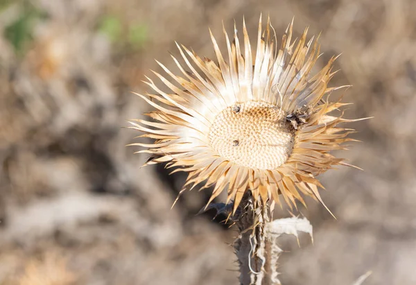 Naturdornen Und Wunderschöne Dornenfotos — Stockfoto