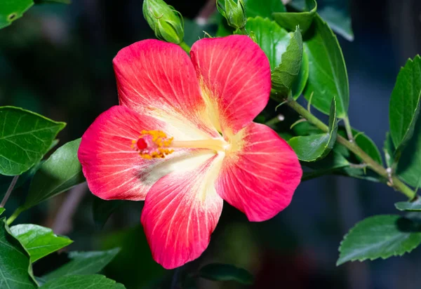 Foto Van Natuurlijke Bloemen Het Platteland — Stockfoto