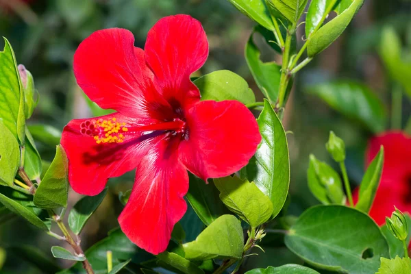 Foto Van Natuurlijke Bloemen Het Platteland — Stockfoto