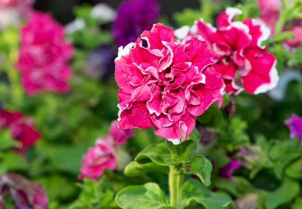 Fotos Flores Naturales Que Crecen Campo — Foto de Stock