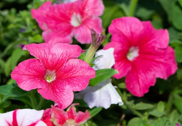 Fotos Flores Naturales Que Crecen Campo — Foto de Stock