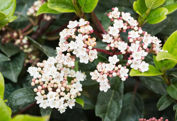 Foto Fiori Bianchi Che Crescono Aree Naturali — Foto Stock