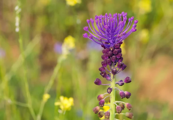 Volně Rostoucí Květiny Léčivé Rostliny Aromatické Květiny Hyacintové Fotografie — Stock fotografie