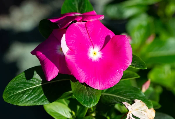 Fotografie Přírodních Květin Které Rostou Venkově — Stock fotografie