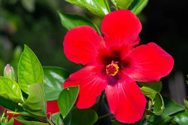 Zdjęcia Naturalnych Kwiatów Rosnących Wsi — Zdjęcie stockowe