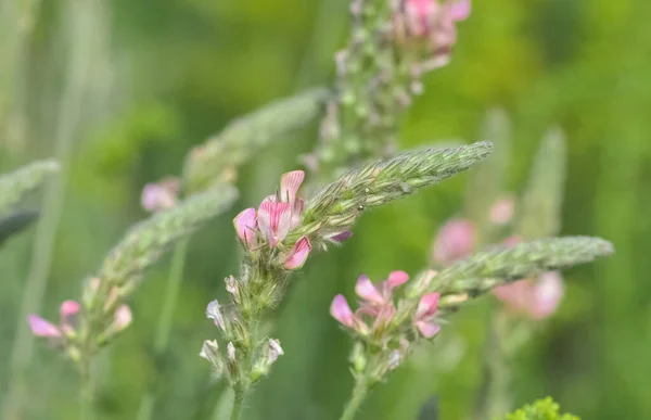 Verschillende Bloem Foto Voor Achtergrond — Stockfoto