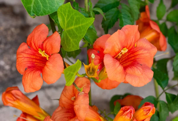 Orange Zierbaum Blumen Fotos — Stockfoto