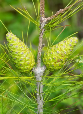 Çam ağacı ve çam kozalağı fotoğrafı