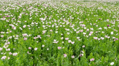 arkaplan için çeşitli çiçek fotoğrafları