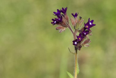 çeşitli vahşi çiçek fotoğrafları. arkaplan.
