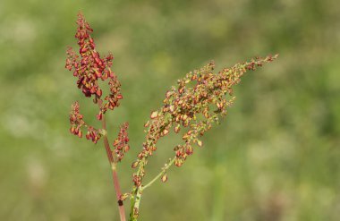çeşitli vahşi çiçek fotoğrafları. arkaplan.