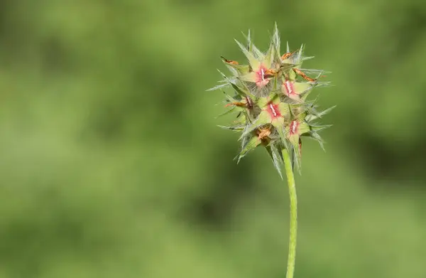 様々な野生の花の写真 背景には — ストック写真