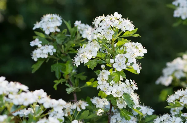 Albero Frutto Selvatico Foto Con Fiori Bianchi — Foto Stock